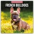 French Bulldogs/Französische Bulldoggen 2027