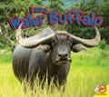 Water Buffalo