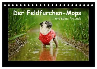 Der Feldfurchen-Mops (Tischkalender 2026 DIN A5 quer), CALVENDO Monatskalender