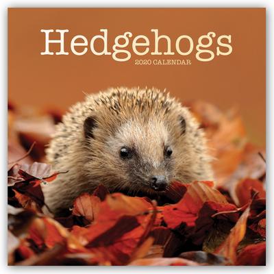 Hedgehogs - Igel 2020