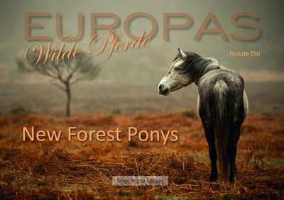 New Forest Ponys