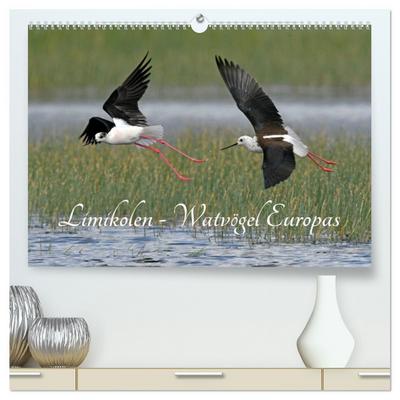 Limikolen - Watvögel Europas (hochwertiger Premium Wandkalender 2026 DIN A2 quer), Kunstdruck in Hochglanz
