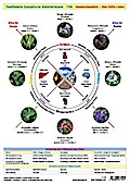 Wandtafel Traditionelle Europäische Naturheilkunde TEN