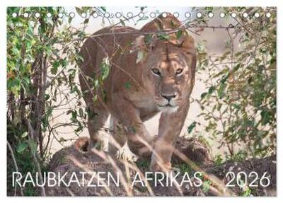 Raubkatzen Afrikas (Tischkalender 2026 DIN A5 quer), CALVENDO Monatskalender