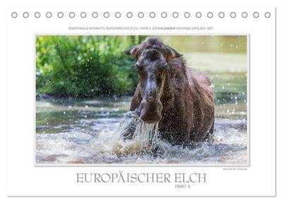 Emotionale Momente: Europäischer Elch Part II (Tischkalender 2024 DIN A5 quer), CALVENDO Monatskalender
