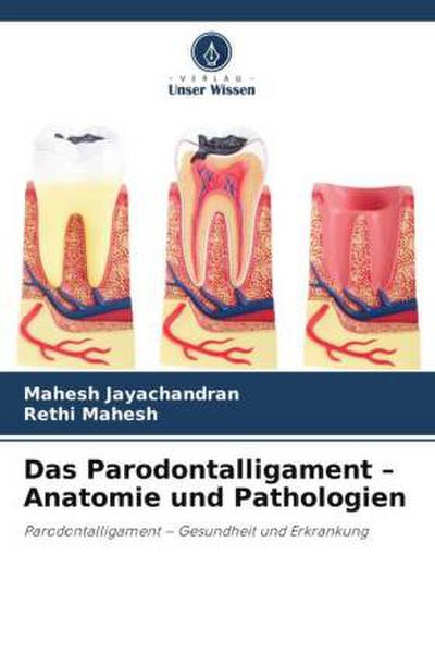 Das Parodontalligament - Anatomie und Pathologien