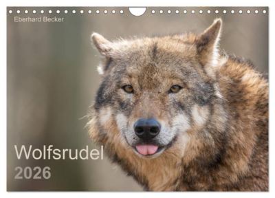 Wolfsrudel (Wandkalender 2026 DIN A4 quer), CALVENDO Monatskalender