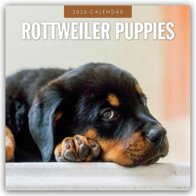 Rottweiler Puppies - Rottweiler Welpen 2026 - 16-Monatskalender