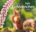 times&more Eichhörnchen Bildkalender 2026 | sonst. Bücher
