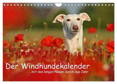 Der Windhundekalender (Wandkalender 2024 DIN A4 quer), CALVENDO Monatskalender