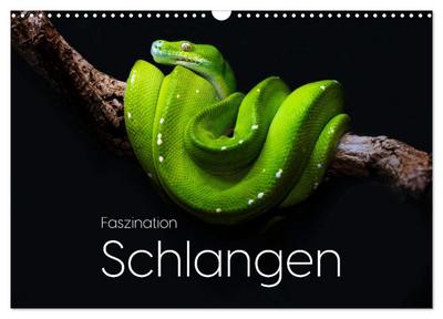 Faszination Schlangen (Wandkalender 2026 DIN A3 quer), CALVENDO Monatskalender