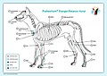 Akupunktur-Tafel Hund