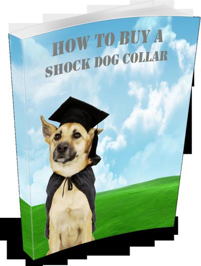 How to Buy a Shock Dog Collar