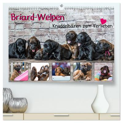 Briard-Welpen - Knuddelbären zum Verlieben (hochwertiger Premium Wandkalender 2024 DIN A2 quer), Kunstdruck in Hochglanz