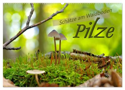 Pilze - Schätze am Waldboden (Wandkalender 2026 DIN A2 quer), CALVENDO Monatskalender