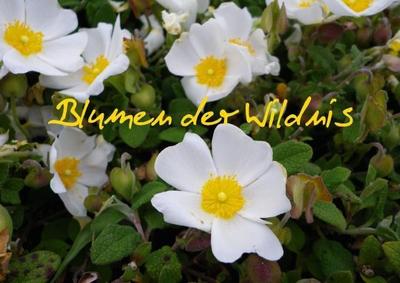 Blumen der Wildnis (Posterbuch DIN A4 quer)
