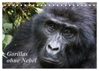 Gorillas ohne Nebel (Tischkalender 2025 DIN A5 quer), CALVENDO Monatskalender