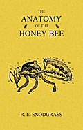 The Anatomy of the Honey Bee