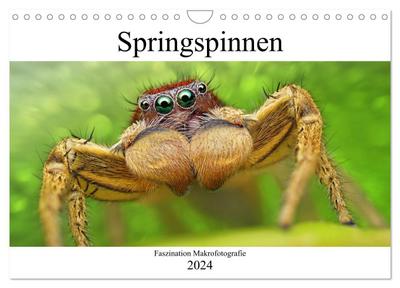 Faszination Makrofotografie: Springspinnen (Wandkalender 2024 DIN A4 quer), CALVENDO Monatskalender