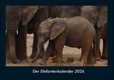 Der Elefantenkalender 2026 Fotokalender DIN A4