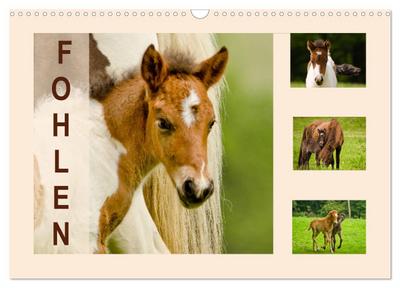 Fohlen, glücklich in der Herde (Wandkalender 2026 DIN A3 quer), CALVENDO Monatskalender