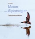 Mauer- und Alpensegler von Alfred Engeler | Buch
