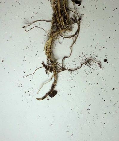 Raíces : antilogía