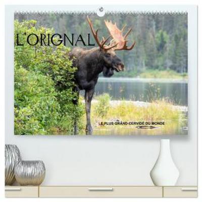 L’ORIGNAL, LE PLUS GRAND CERVIDÉ DU MONDE  (Calendrier mural 2026 DIN A2 vertical) calendrier de bureau