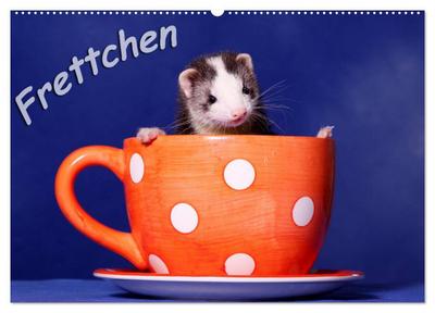 Frettchen - Ferrets (Wandkalender 2024 DIN A2 quer), CALVENDO Monatskalender