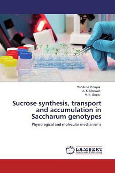 Sucrose synthesis, transport and accumulation in Saccharum genotypes