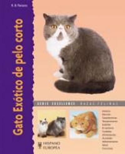 Gato exótico de pelo corto