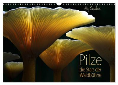 Pilze - die Stars der Waldbühne (Wandkalender 2026 DIN A3 quer), CALVENDO Monatskalender