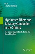 Myelinated Fibers and Saltatory Conduction in the Shrimp