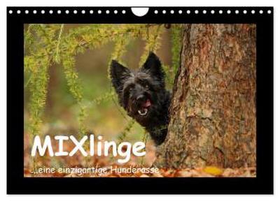 MIXlinge (Wandkalender 2026 DIN A4 quer), CALVENDO Monatskalender