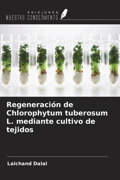 Regeneración de Chlorophytum tuberosum L. mediante cultivo de tejidos