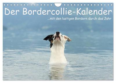 Der Bordercollie-Kalender (Wandkalender 2026 DIN A4 quer), CALVENDO Monatskalender