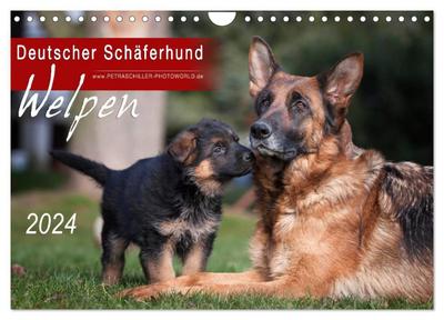 Deutscher Schäferhund - Welpen / CH-Version (Wandkalender 2024 DIN A4 quer), CALVENDO Monatskalender