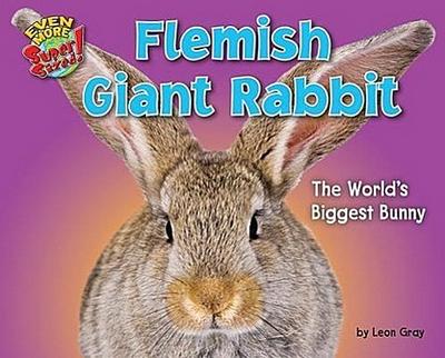 Flemish Giant Rabbit
