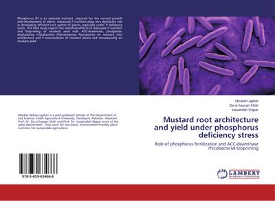Mustard root architecture and yield under phosphorus deficiency stress