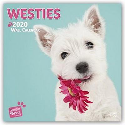 Westies - Westhighland White Terrier 2020