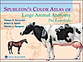 Spurgeon’s Color Atlas of Large Animal Anatomy