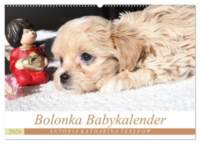 Bolonka Babykalender 2026 (Wandkalender 2026 DIN A2 quer), CALVENDO Monatskalender