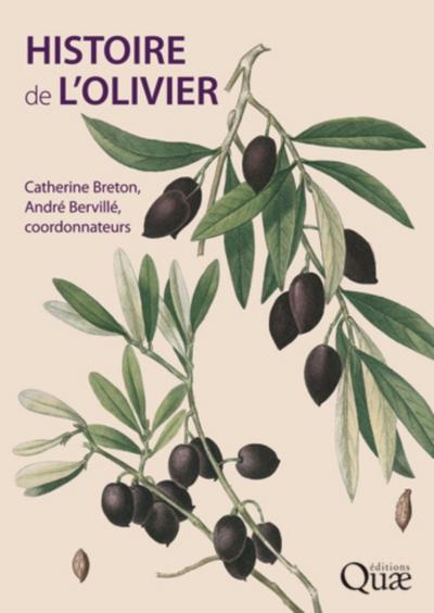 Histoire de l’’olivier