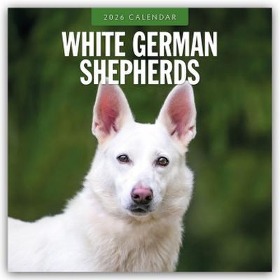 White German Shepherds - Weißer Deutscher Schäferhund 2026 - 16-Monatskalender
