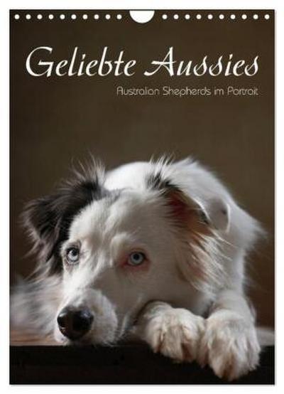 Geliebte Aussies - Australian Shepherds im Portrait (Wandkalender 2026 DIN A4 hoch), CALVENDO Monatskalender