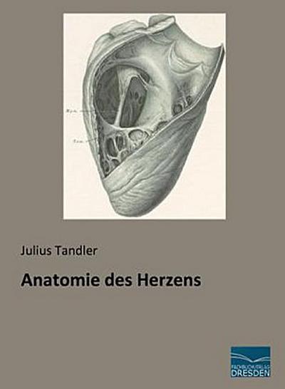 Anatomie des Herzens