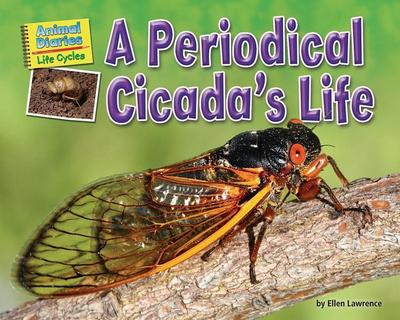 A Periodical Cicada’s Life