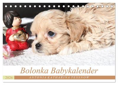 Bolonka Babykalender 2026 (Tischkalender 2026 DIN A5 quer), CALVENDO Monatskalender