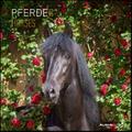 Pferde 2023 - Broschürenkalender 30x30 cm