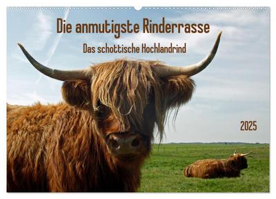 Die anmutigste Rinderrasse - Das schottische Hochlandrind (Wandkalender 2025 DIN A2 quer), CALVENDO Monatskalender